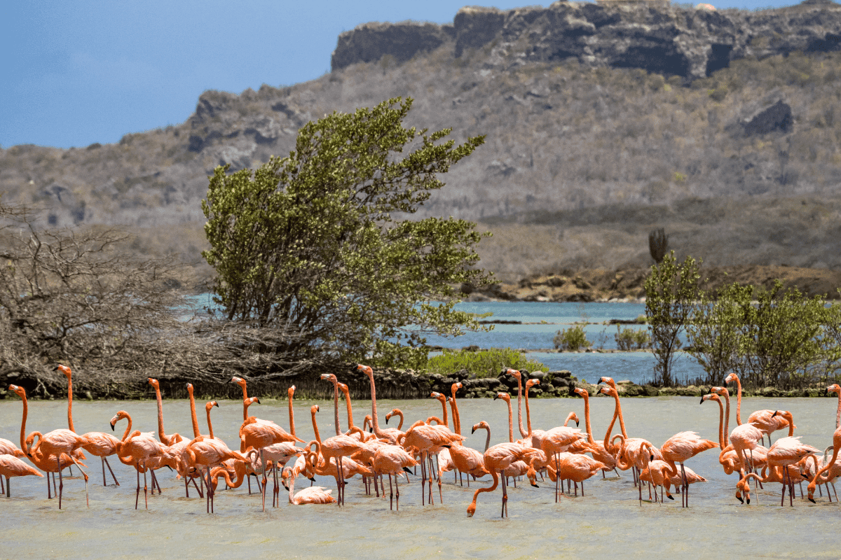 Flamingo Habitat