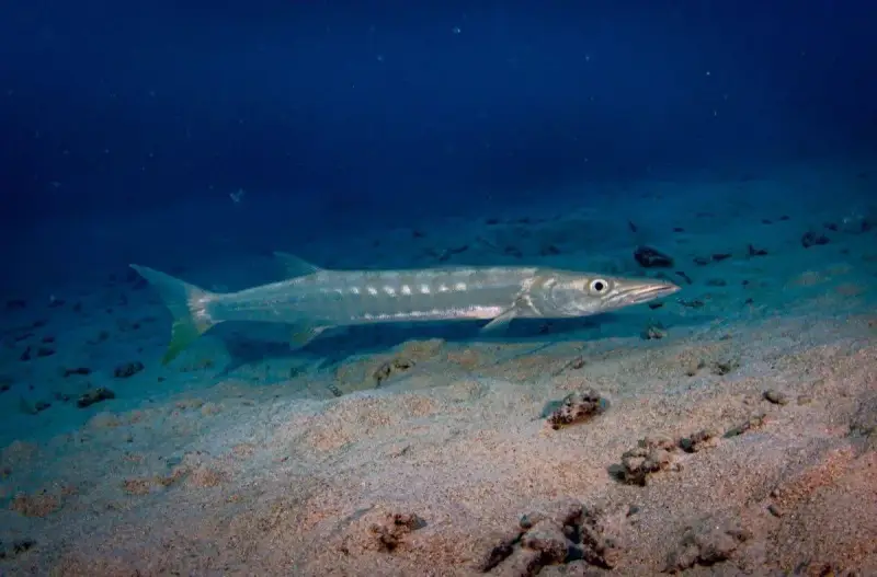 Great Barracuda