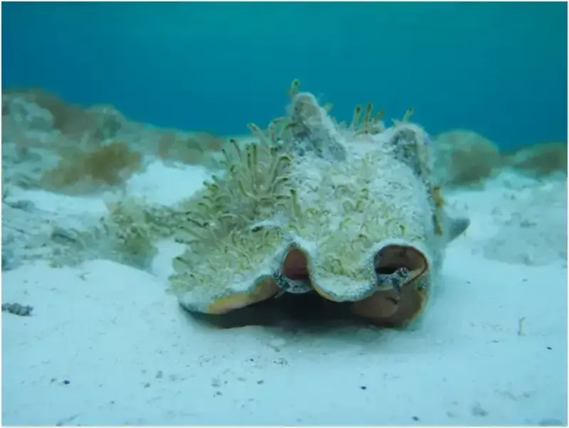Queen Conch