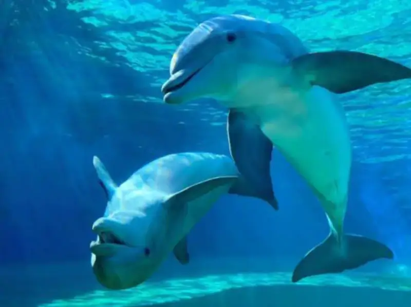 Bottlenose Dolphin