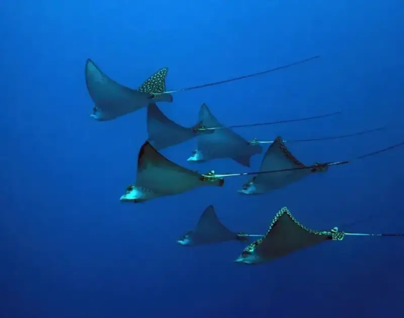 Spotted Eagle Ray