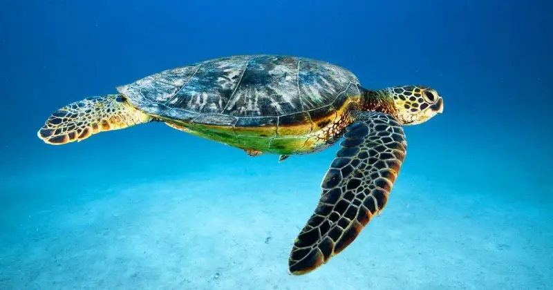 Underwater Curaçao