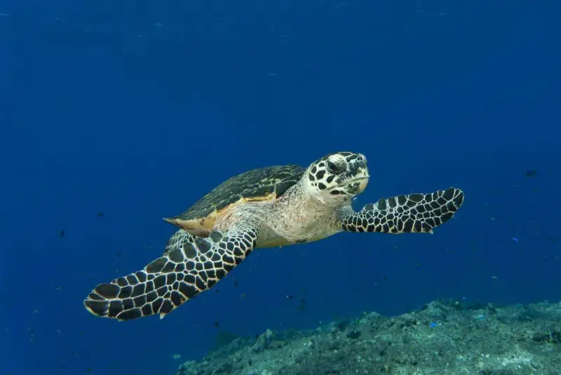 Hawksbill Turtle