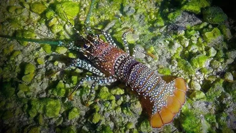 Caribbean Spiny Lobster