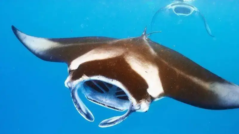 Manta Ray