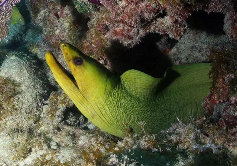 Green Moray Eel