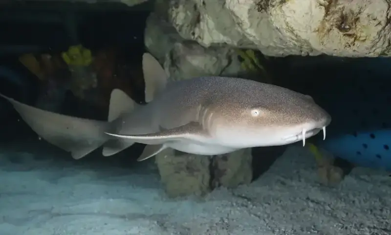 Nurse Shark