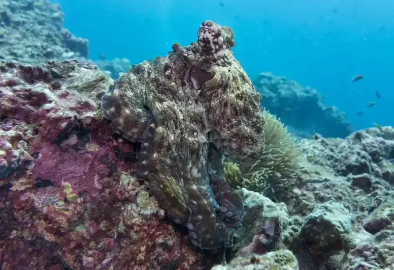 Common Octopus