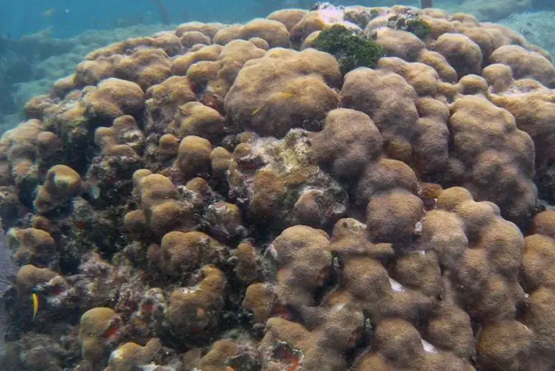 Lobed Star Coral