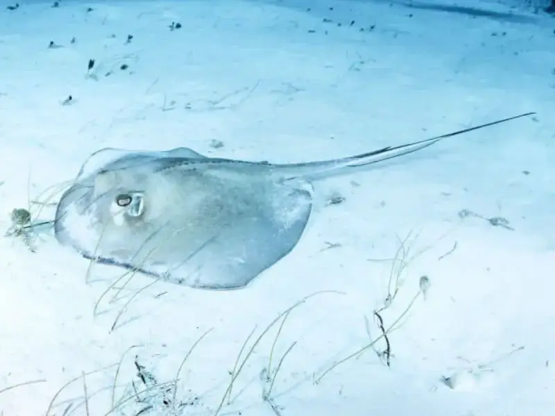 Southern Stingray
