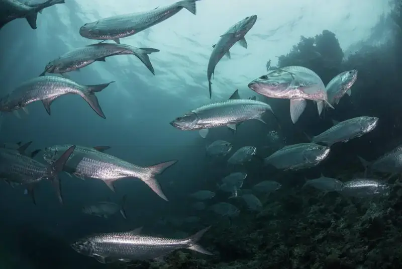Giant Tarpon