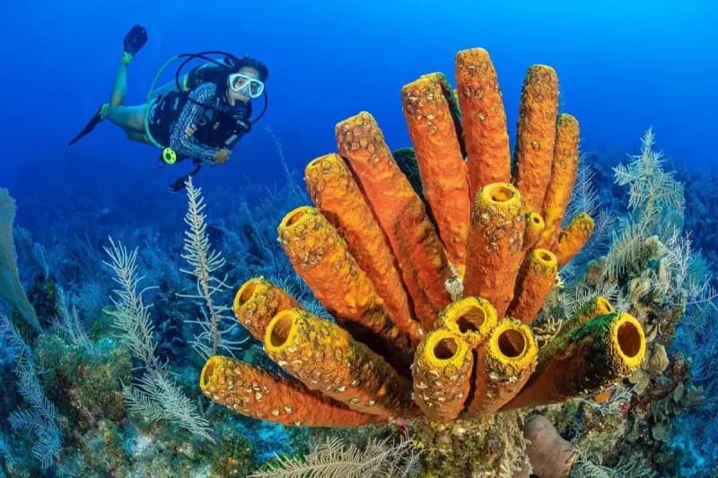 Orange Tube Sponge