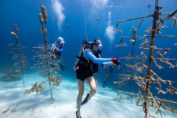 Reef Renewal Foundation Curacao