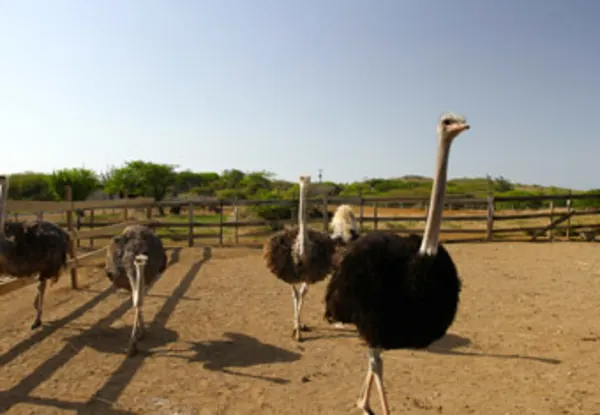 Curaçao Ostrich Farm