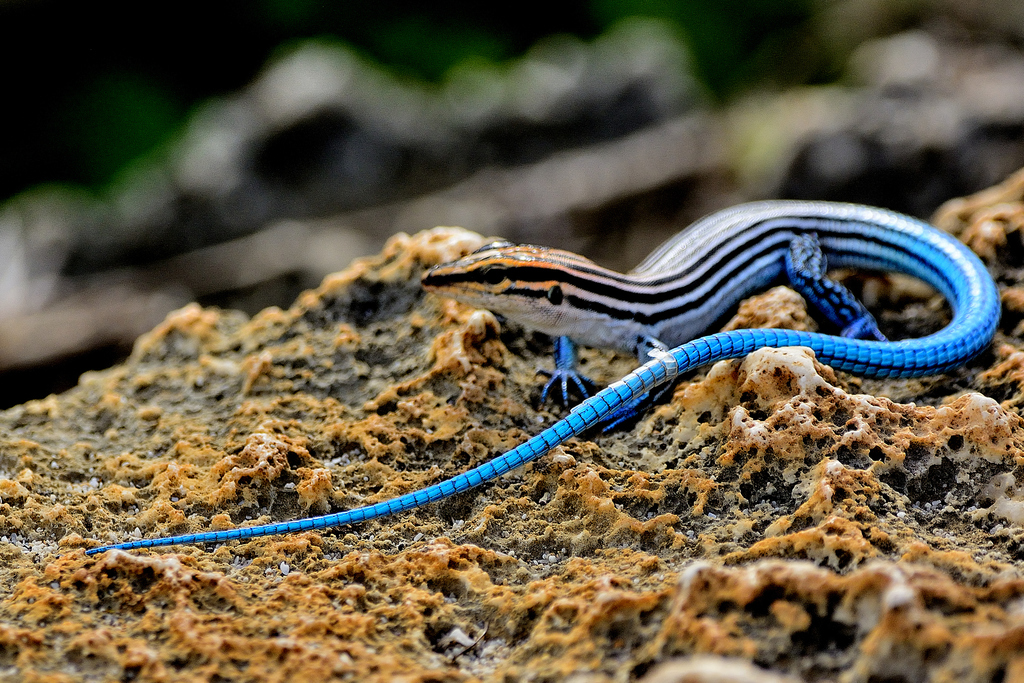 Blue-tailed Ameiva