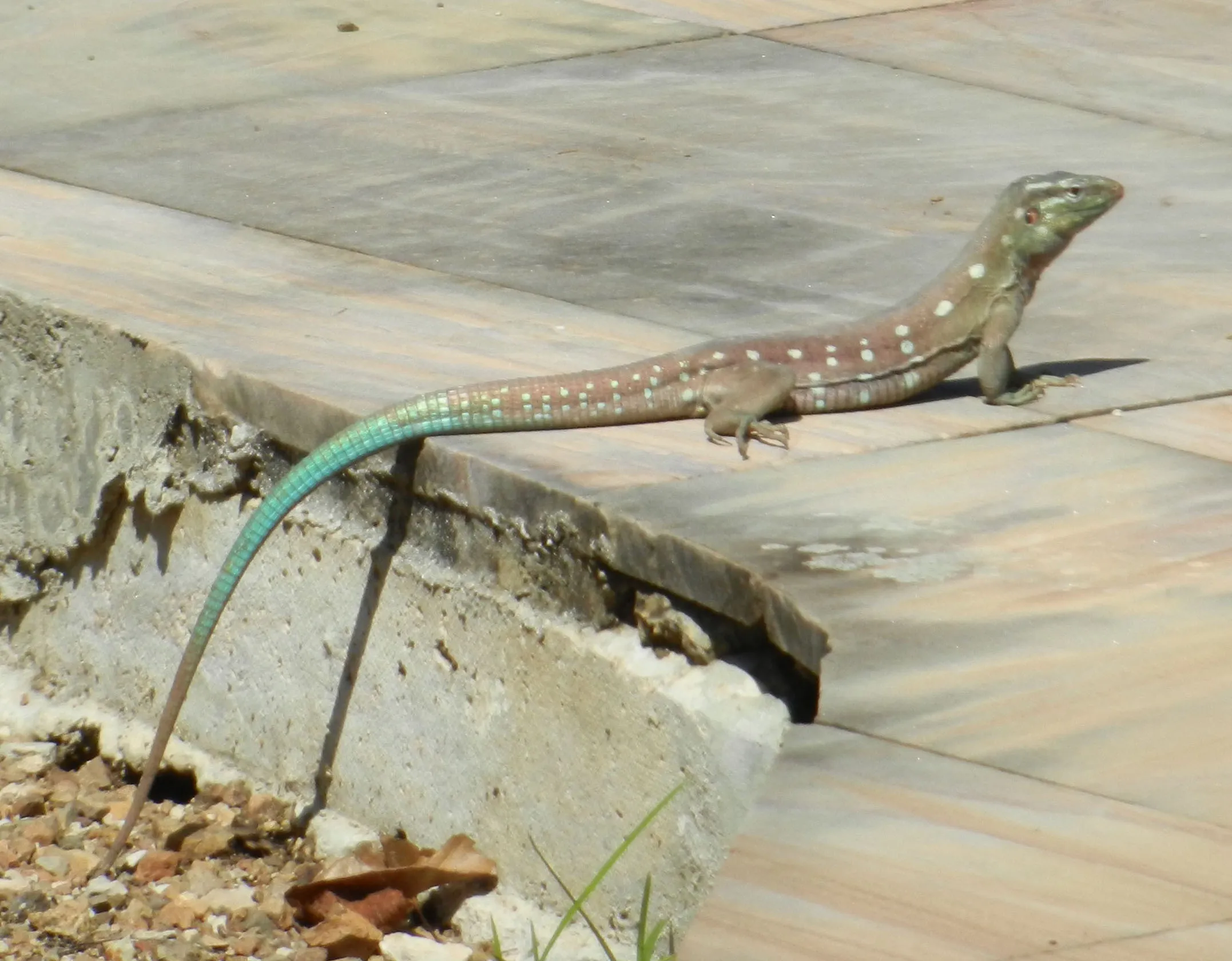 Anole Lizard