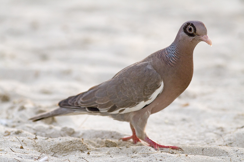 Bare-eyed Pigeon