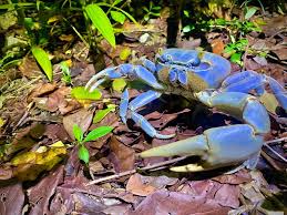 Blue Land Crab