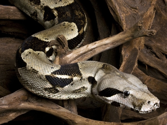 Boa Constrictor