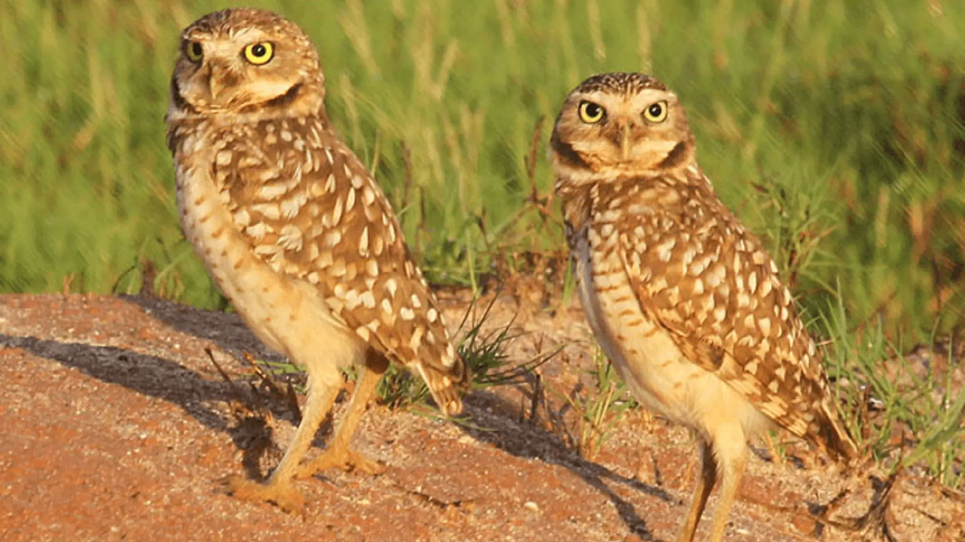 Burrowing Owl
