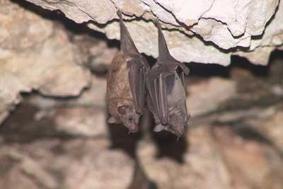 Cave Bat