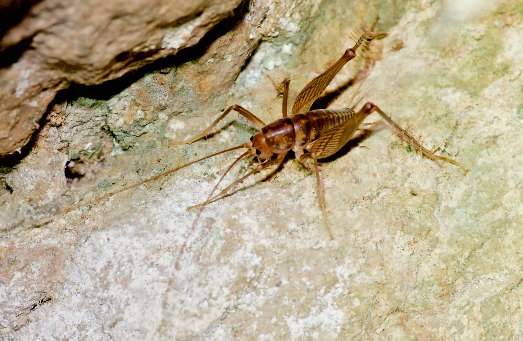 Cave Cricket