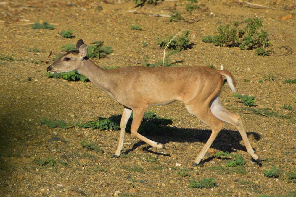 White-tailed Deer