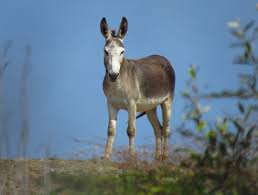 Wild Donkey