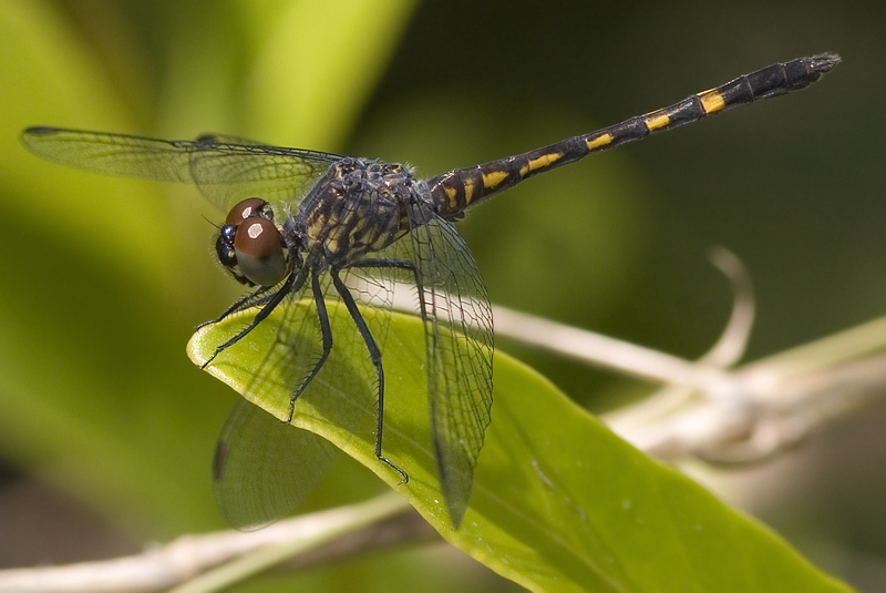 Dragonfly