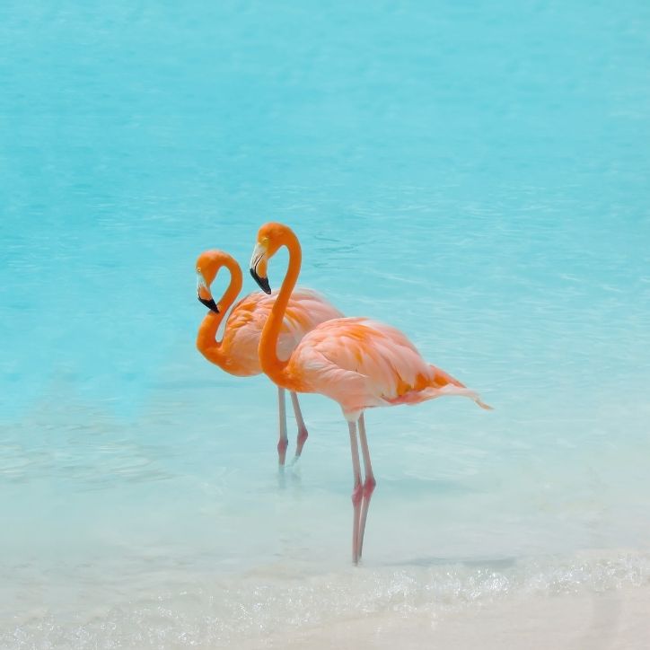 Caribbean Flamingo
