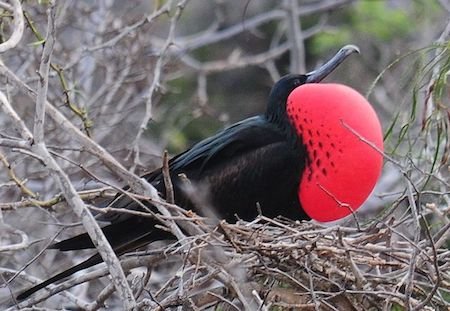 Magnificent Frigatebird
