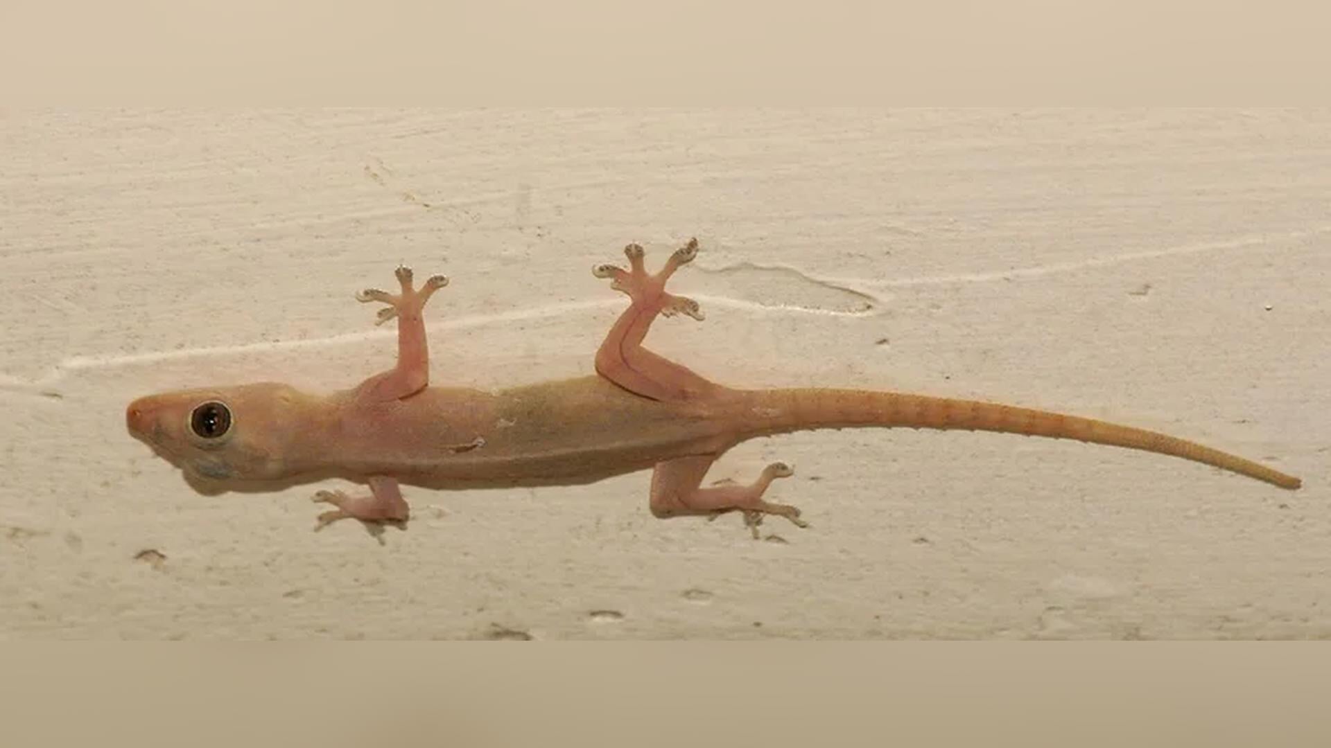 Tropical House Gecko