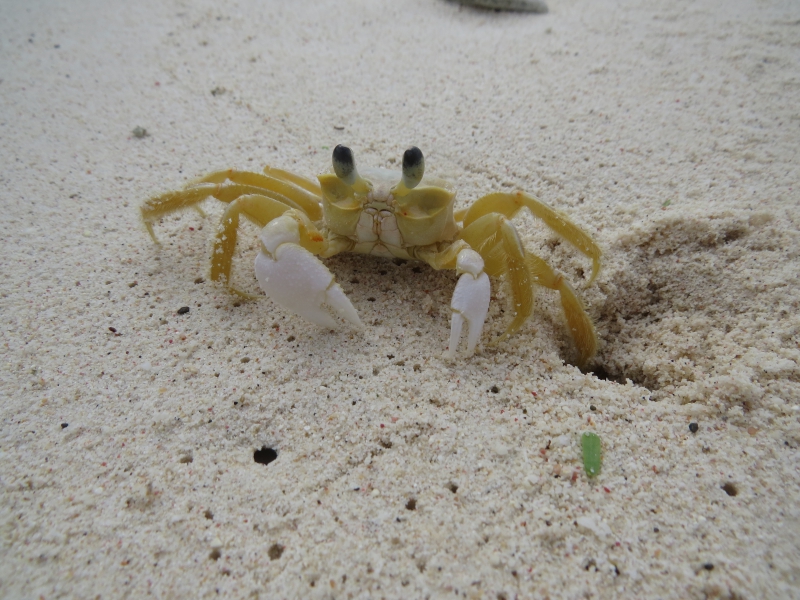 Ghost Crab