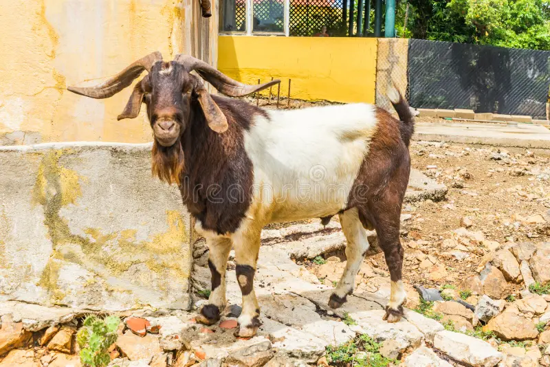 Wild Goat