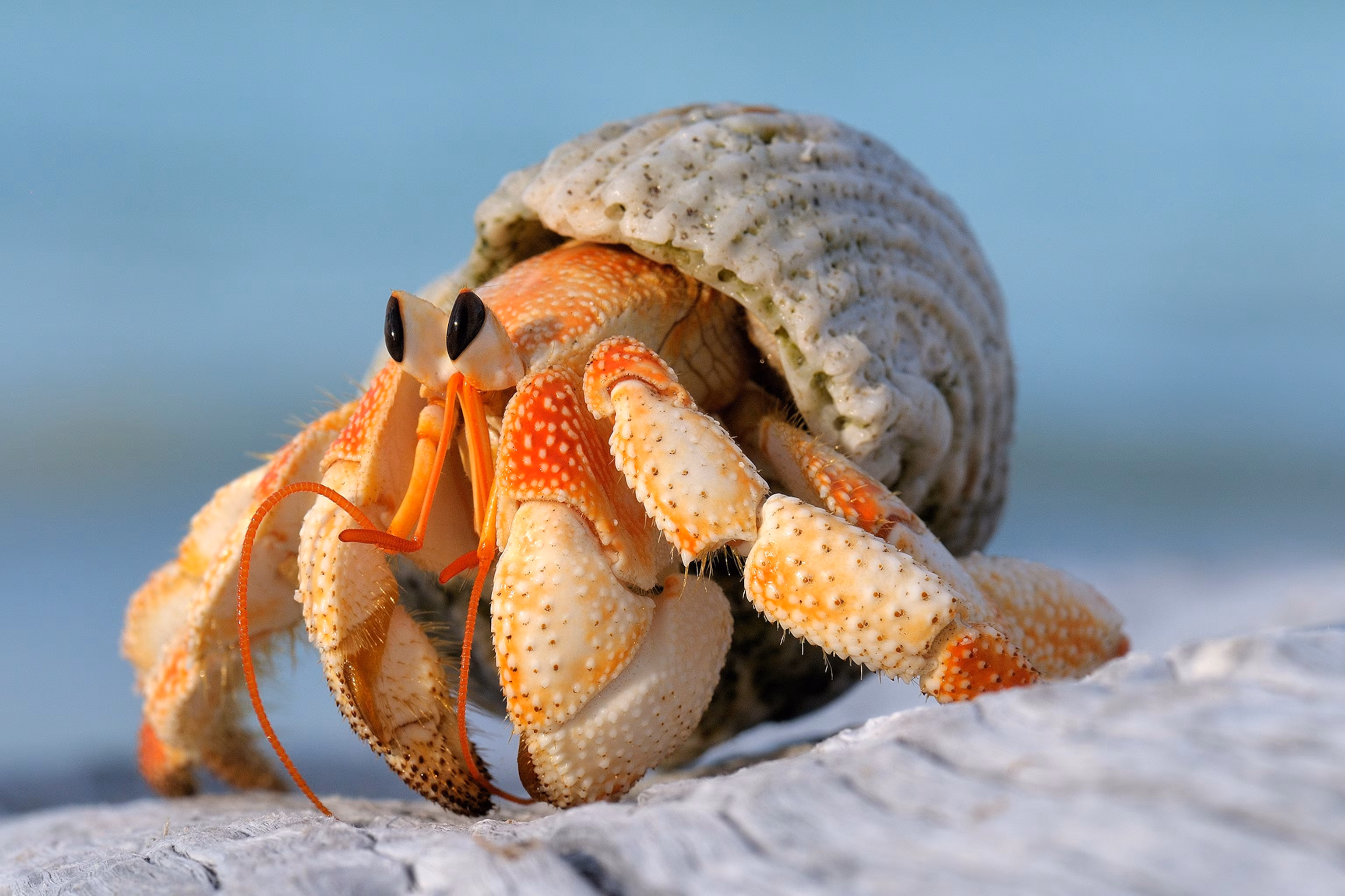 Hermit Crab