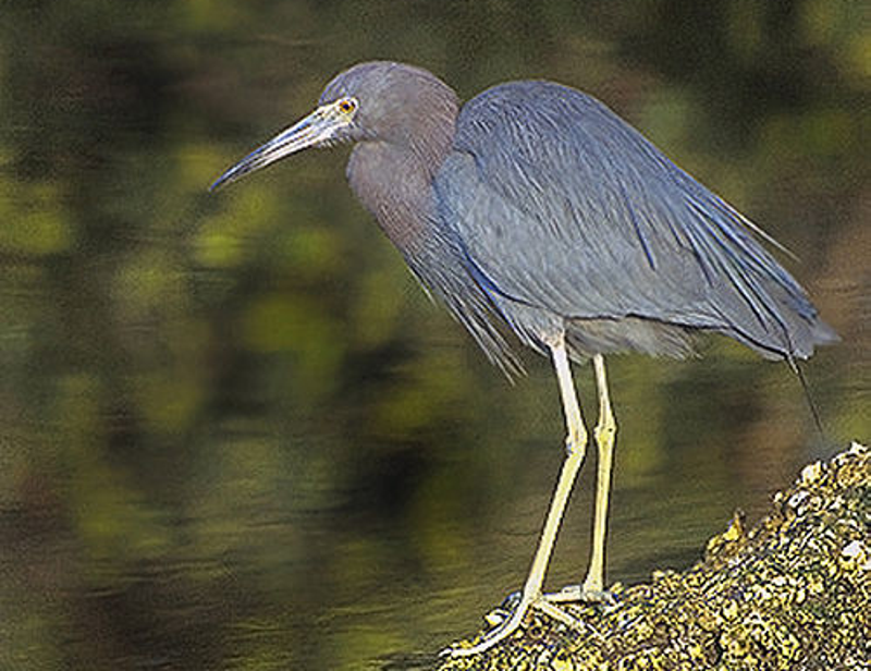 Great Blue Heron