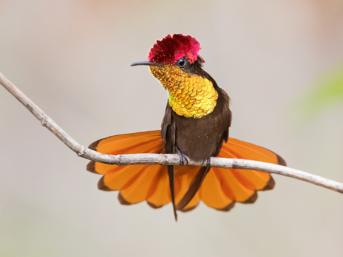 Ruby-topaz Hummingbird