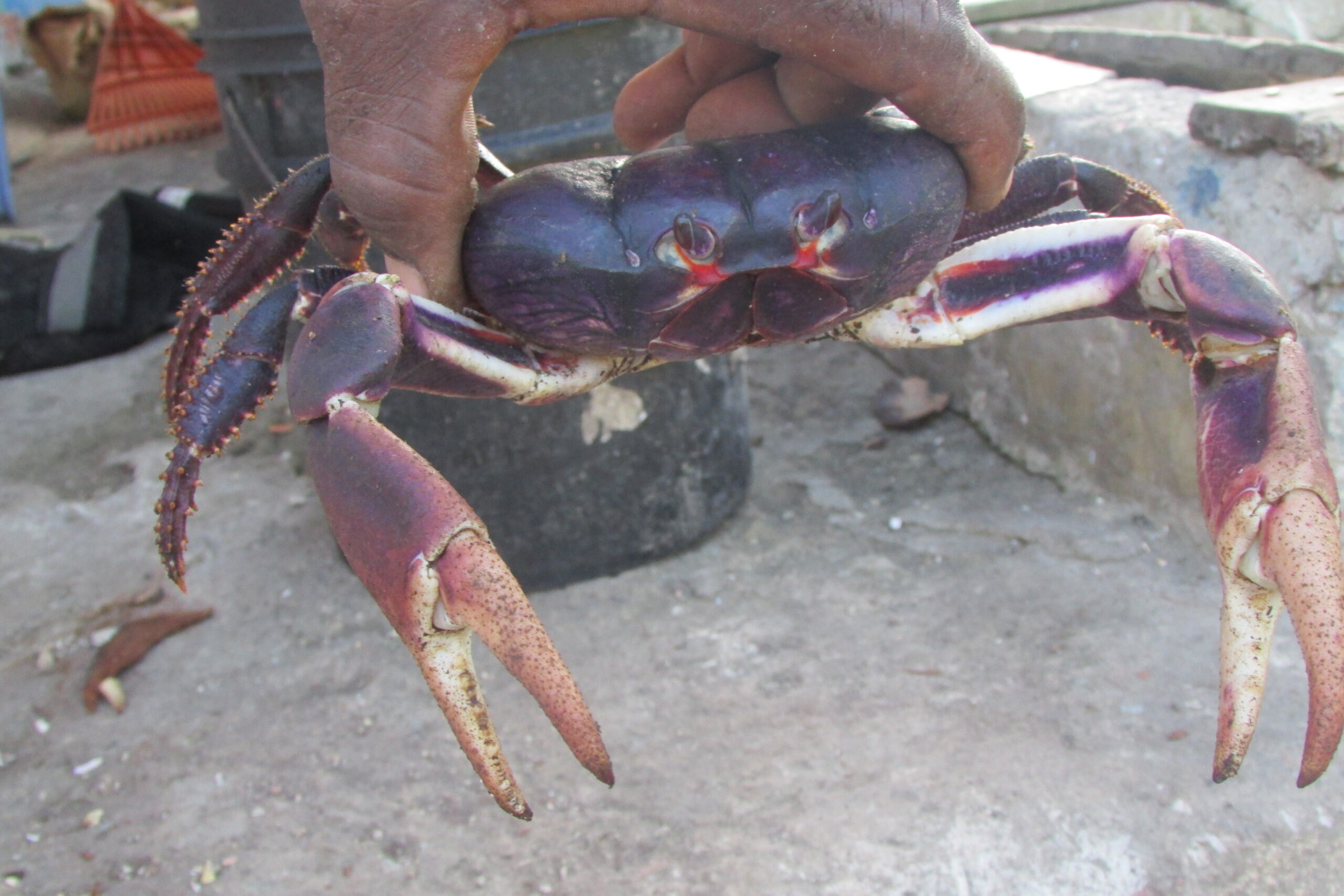 Black Land Crab
