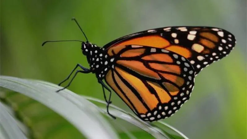 Monarch Butterfly