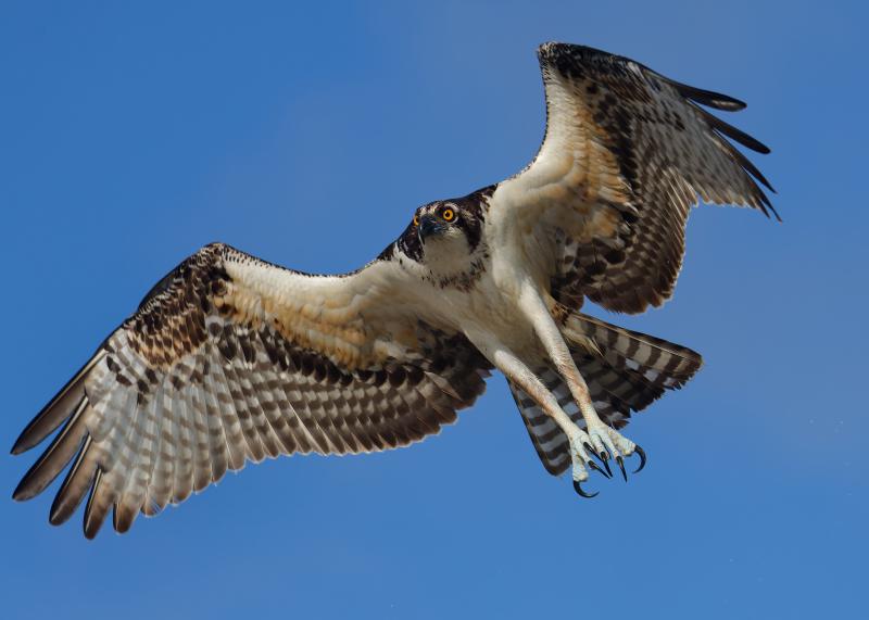 Osprey