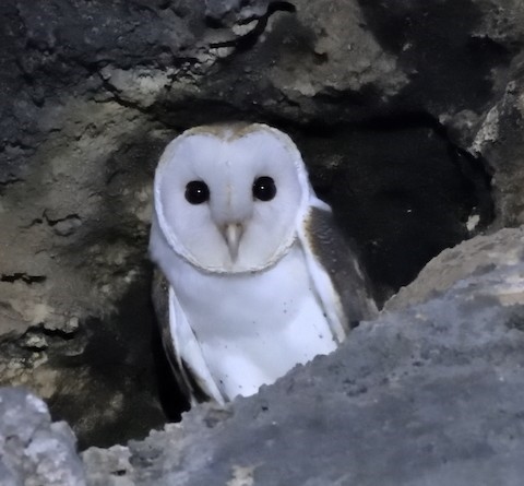 Barn Owl