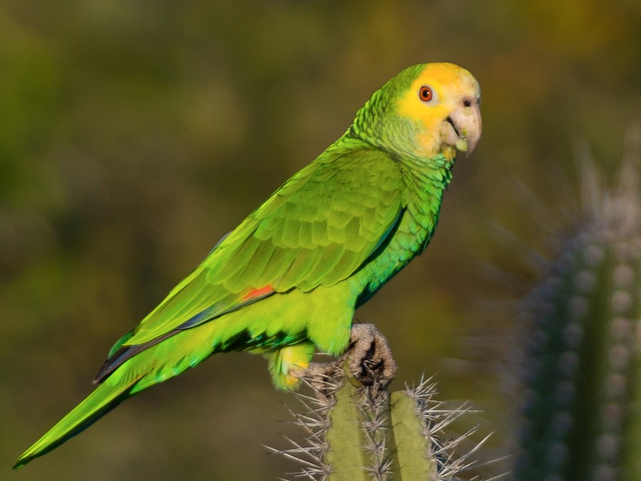 Yellow-shouldered Parrot