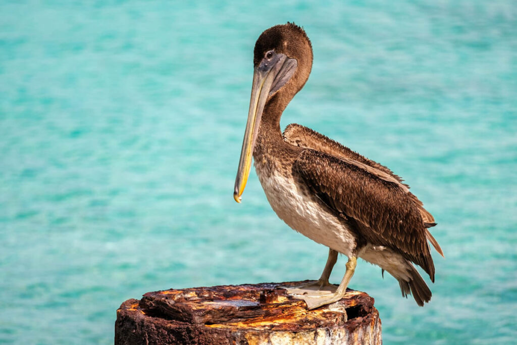 Brown Pelican