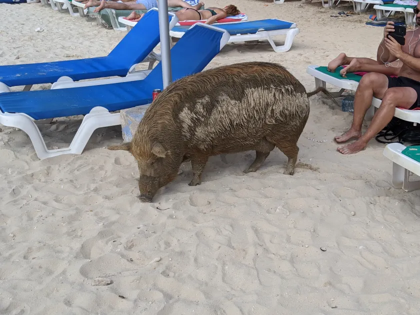 Porto Mari Beach Pig