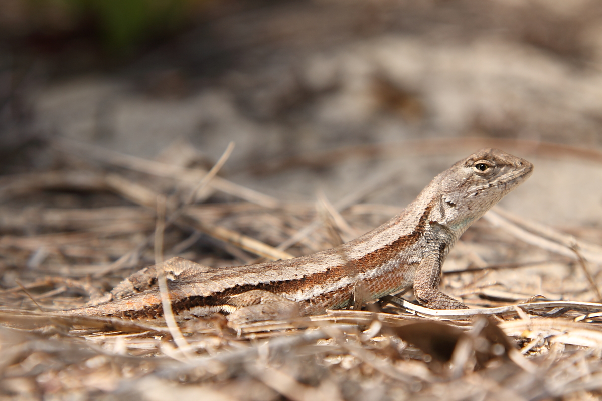 Scrub Lizard