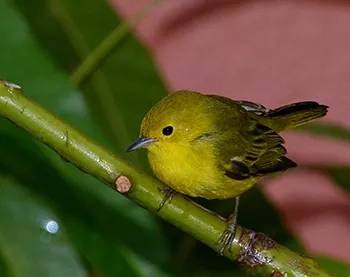 Yellow Warbler