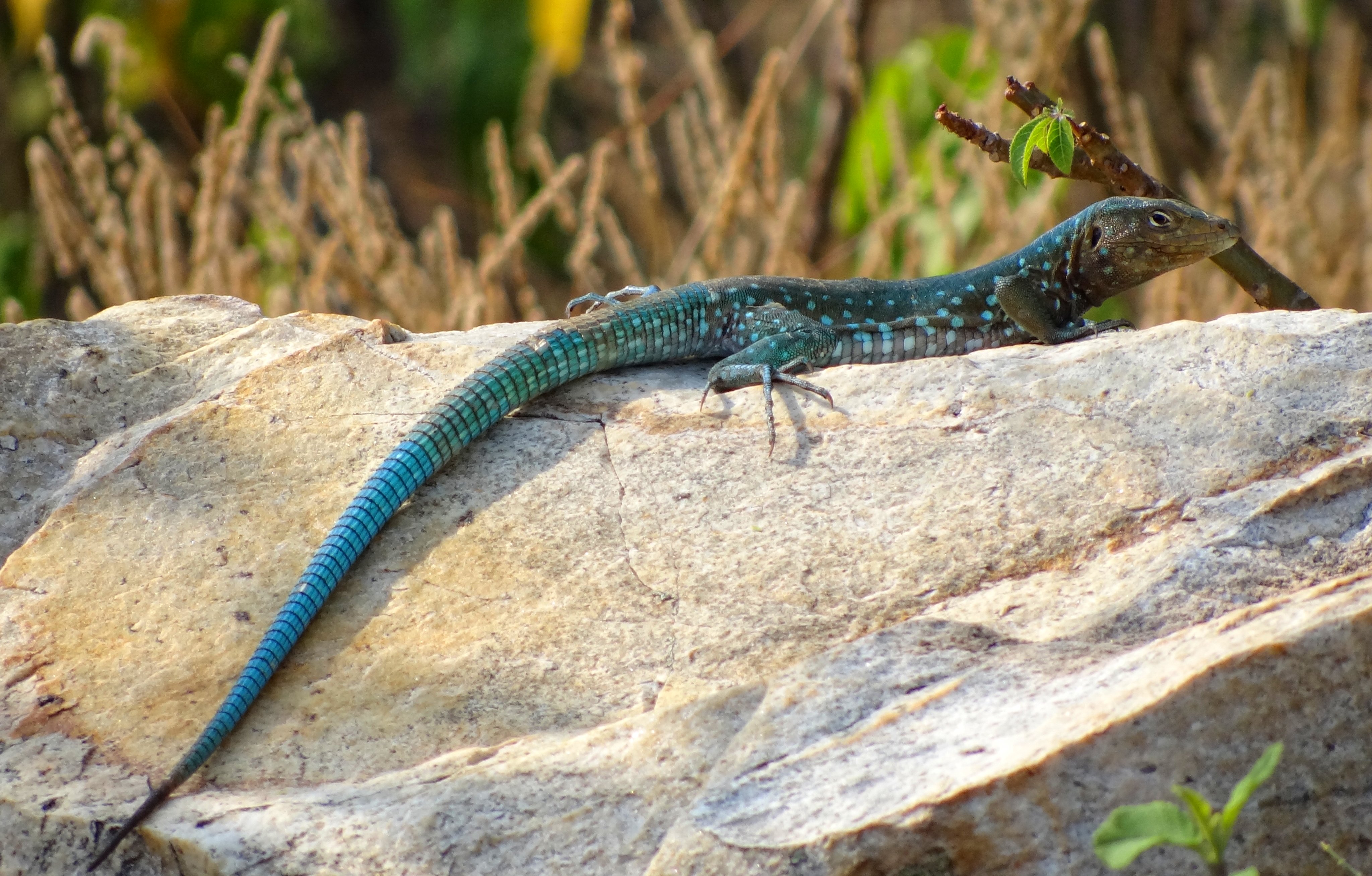 Curaçao Whiptail Lizard