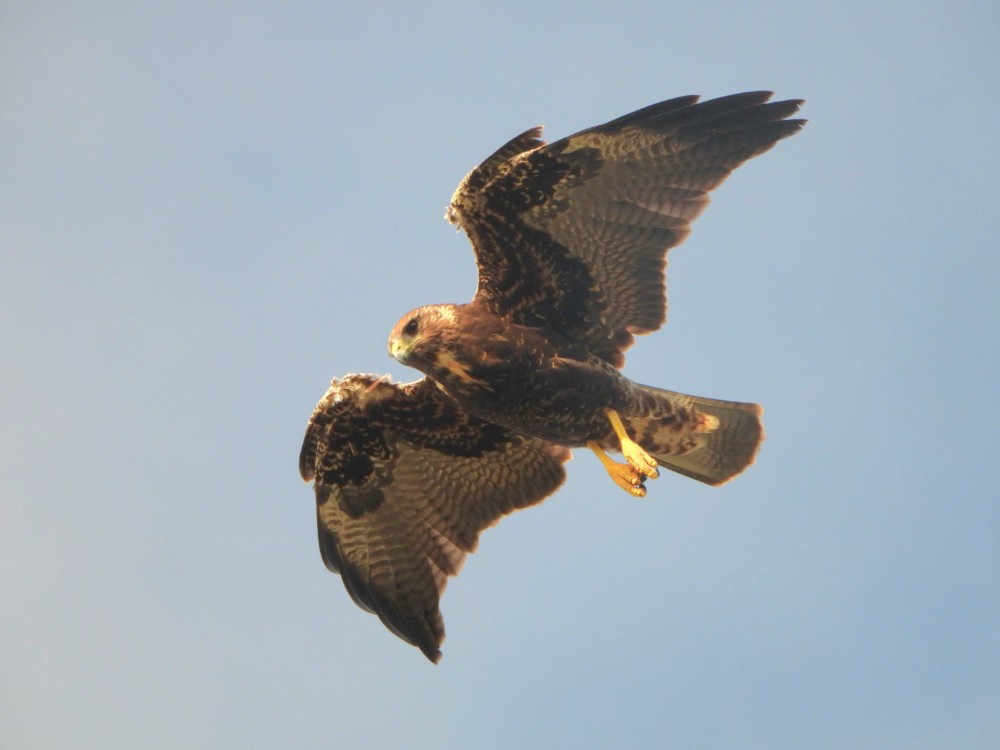White-tailed Hawk